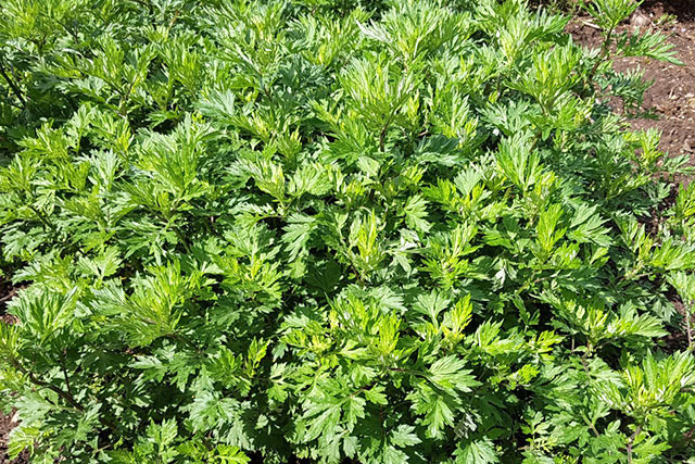 種植艾草對(duì)土壤有一定的要求，出苗后需要移植，日常管理要科學(xué)